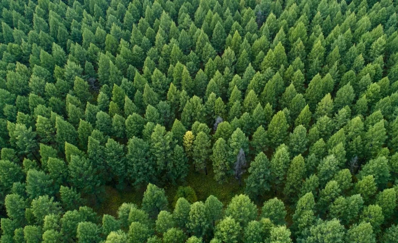 Hill Helicopters - Forest